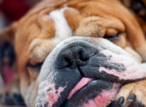 Honden snuiven:waarom het gebeurt en wat je eraan kunt doen