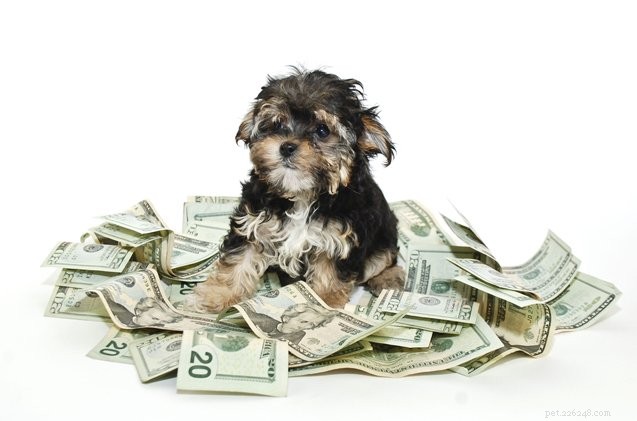 Hoeveel kost een hond?