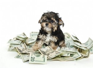 Quanto custa um cachorro?