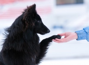 基本的な犬のトレーニングのヒント 