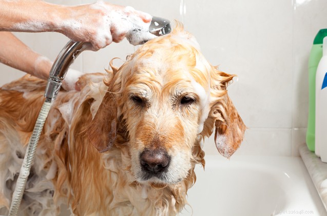 Comment toiletter un chien
