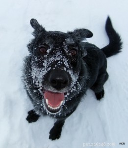 Lascia che nevichi:preparati a sfruttare al meglio l inverno con il tuo cane