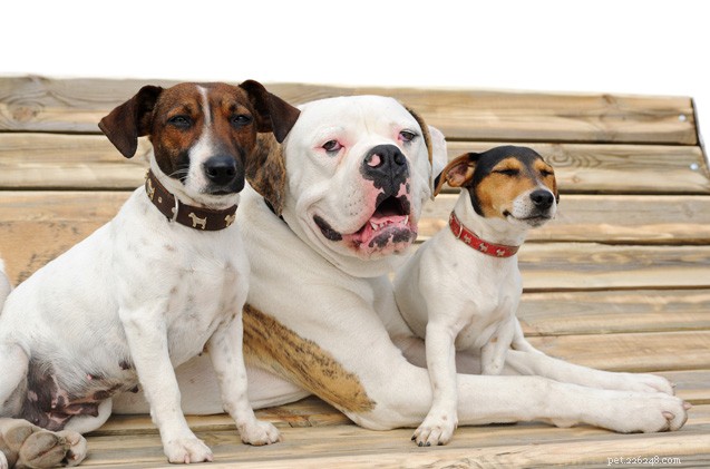 Introduzione di un nuovo cane nella tua famiglia con più cani