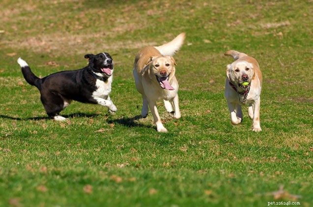 6 vantaggi di vivere in una famiglia con più cani
