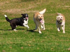 複数の犬の世帯に住むことの6つの利点 