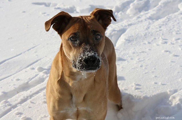 7 способов подготовить собаку к зиме