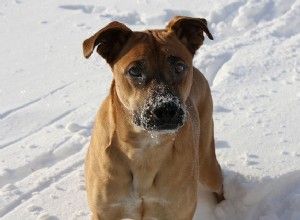 冬に向けて犬を準備する7つの方法 