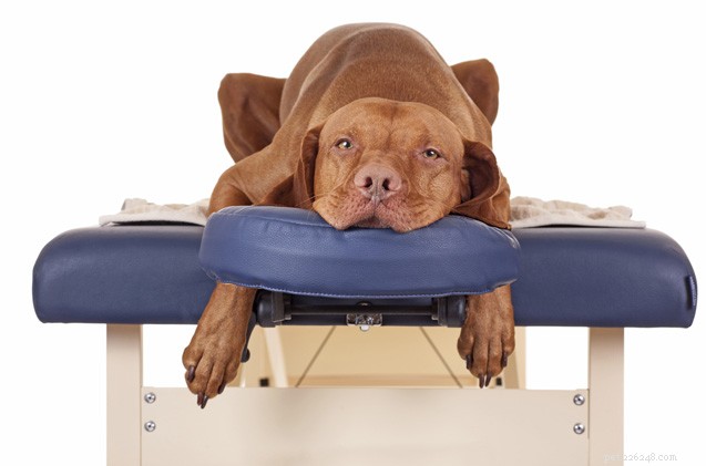 Hoe je de kunst van hondenmassage onder de knie krijgt