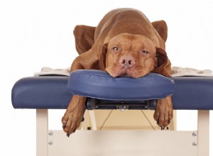 Comment maîtriser l art du massage pour chiens