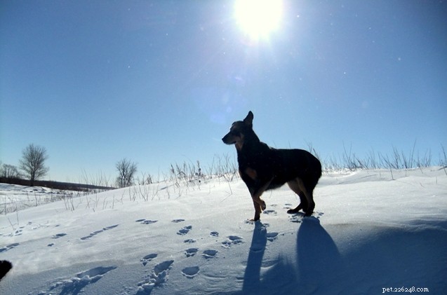 Nove dicas quentinhas para manter seu cão idoso aquecido ao ar livre neste inverno