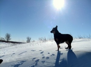 Devět dobrých tipů, jak udržet svého staršího psa v teple venku tuto zimu