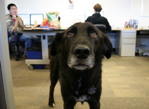 Arbete att dregla:skäl att ha hundar på jobbet