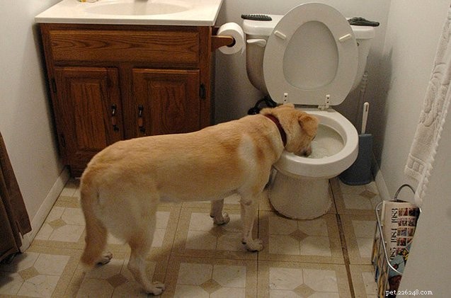 Как отучить собаку пить из туалета