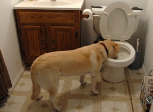 Hur du stoppar din hund att dricka från toaletten