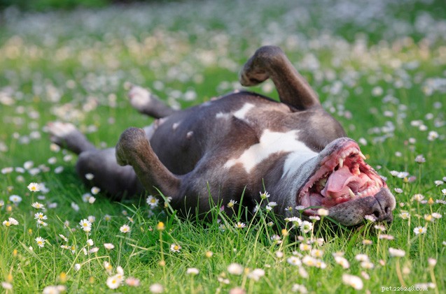 4 Springtime Fresh-veiligheidstips voor honden