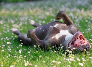4 vårens fräscha säkerhetstips för hundar