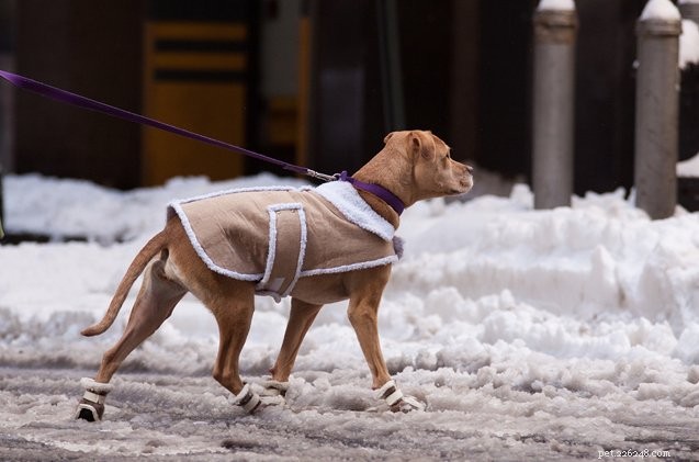 Coda di un pet sitter:camminando in un abbaglio invernale