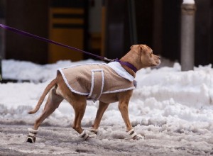 애완동물 돌보는 사람의 꼬리:겨울 Blunderland에서 걷기