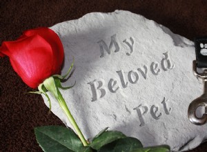 애완동물을 잃은 경우:개의 죽음에 대처하기