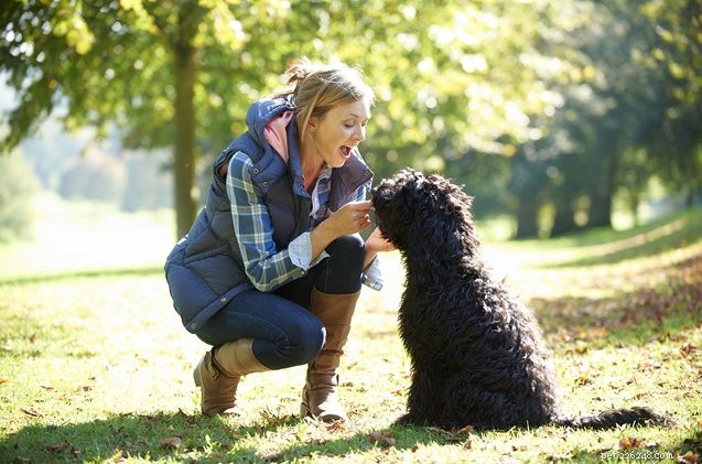 Una guida per i pet sitter per quando gli amici guardano il tuo cane