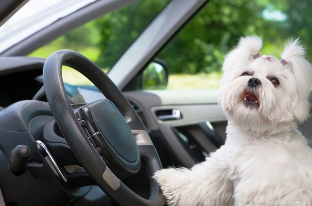 Chiedi ai padri pelosi:conducenti di cani sul sedile anteriore