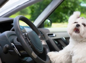 The Hairy Dogfathers：Front Seat Doggie Drivers