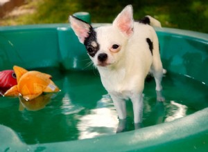 4 dicas legais sobre como evitar cachorros-quentes neste verão