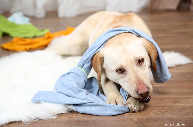 Kan je het niet bijhouden? Handige tips voor een schoon en georganiseerd huis voor meerdere honden
