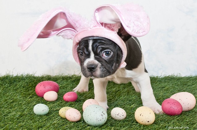 8 astuces pour une chasse aux œufs de Pâques adaptée aux chiens