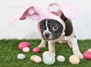 8 dicas excelentes para uma caça aos ovos de Páscoa para cães