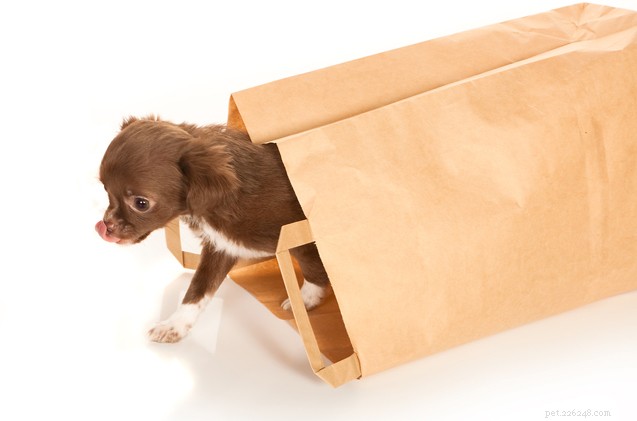 Ask the Hairy Dogfathers :Doggy Bag Deal Breaker ?