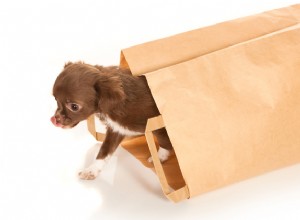 Pergunte aos pais peludos:rompedor de negócios com saco de cachorro?