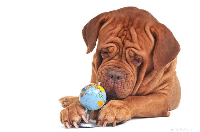 Een groene hond opvoeden:tips om een ​​milieuvriendelijke huisdierouder te zijn