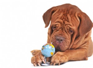 Criando um cão verde:dicas sobre como ser um pai amigo do ambiente