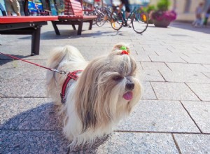大都市であなたの犬を安全に歩く方法 