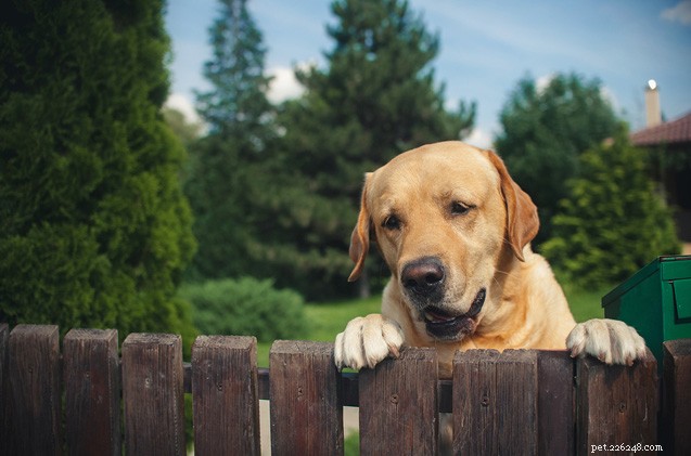 Pooch stroperij:hoe u hondendiefstal kunt voorkomen