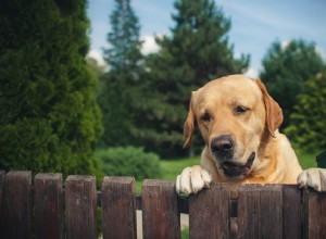 개 밀렵:개 절도를 예방하는 방법