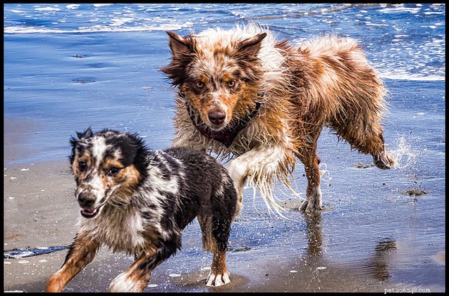털이 많은 Dogfathers에게 물어보십시오:해변이 부끄러워졌습니다. 