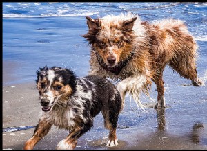 털이 많은 Dogfathers에게 물어보십시오:해변이 부끄러워졌습니다. 
