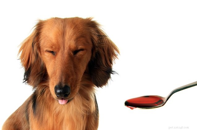 Tricky tips om het medicijn van uw hond te verbergen