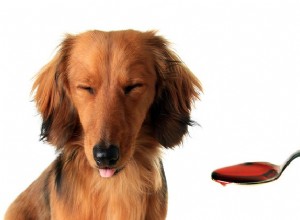 Kluriga tips om hur du döljer din hunds medicin