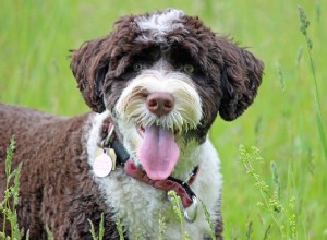 Licence to Drool:Proč potřebuji získat licenci pro psa?