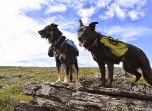 Zpět k základům:Jak vybavit svého pejska správným psím batohem