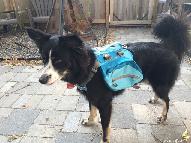 Zpět k základům:Jak vybavit svého pejska správným psím batohem