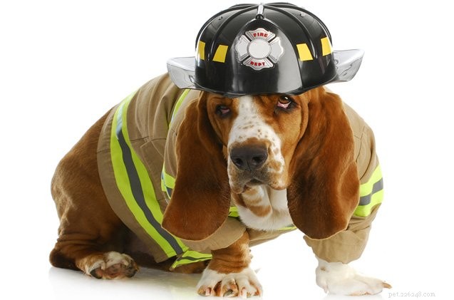 犬を住宅火災から守るための9つのヒント 