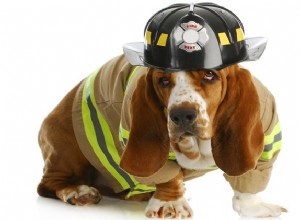 9 tips för att skydda hundar från husbränder