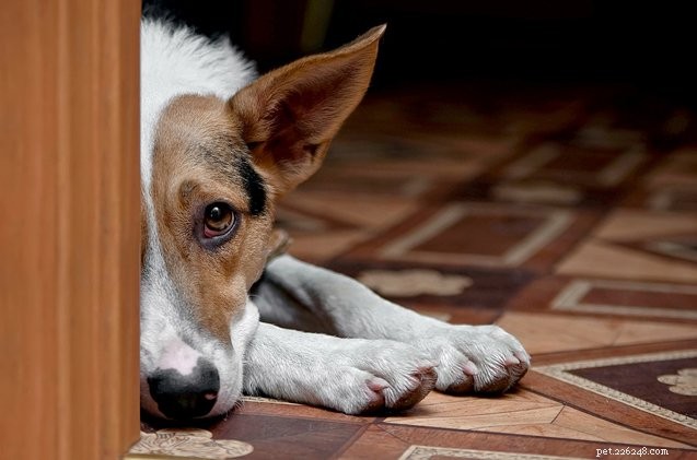 5 dicas inteligentes para curar a tristeza do cachorro na volta às aulas