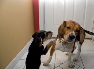 6 dobře vyšlechtěných tipů pro udržení klidu v domově s více psy