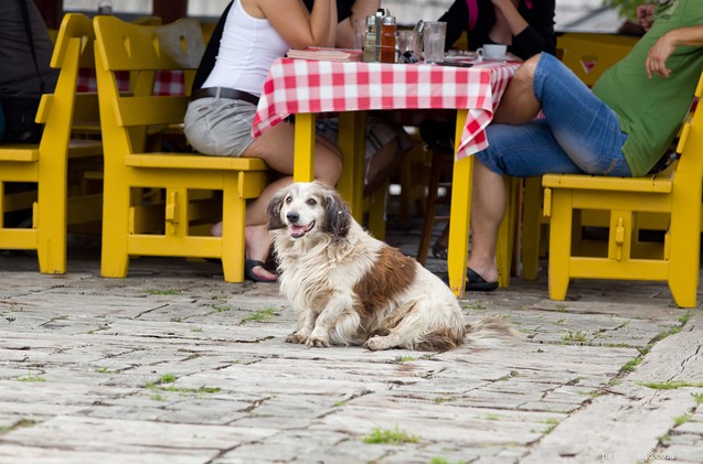Miss Manners top 10 tips voor pooch-patio-etiquette