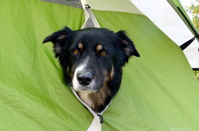 텐트를 치고 있는 강아지:강아지와 캠핑할 때 기억해야 할 소박한 팁